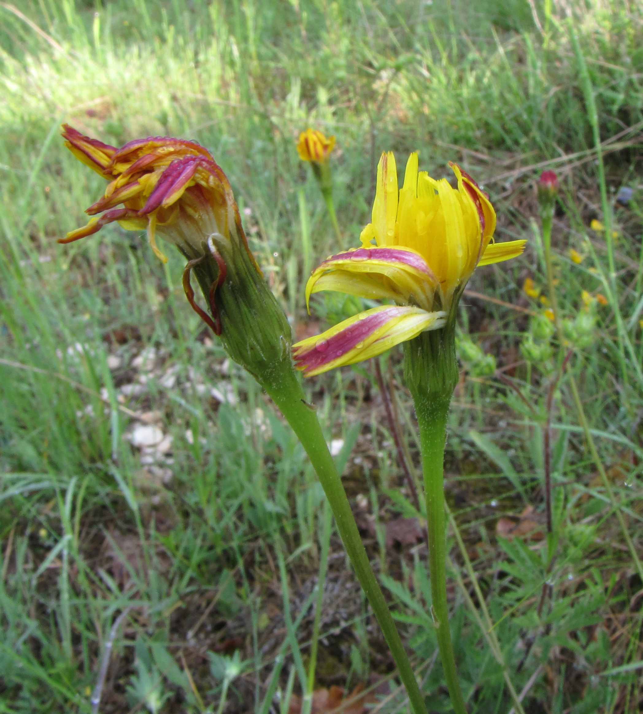 asteracea - Leontodon sp.